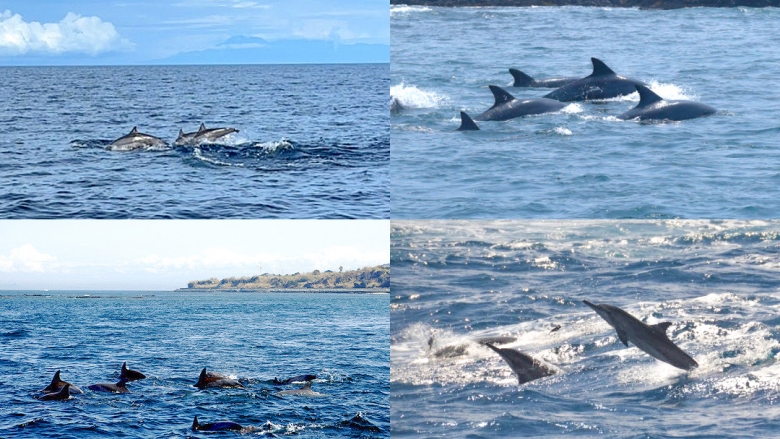 도장포유람선에서 이용하시면<br>돌고래(상괭이) 관람은 보너스