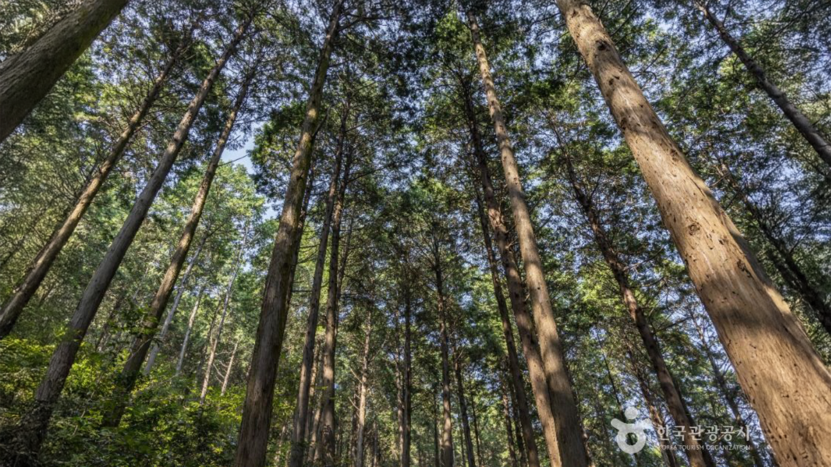 미래사 편백나무 숲