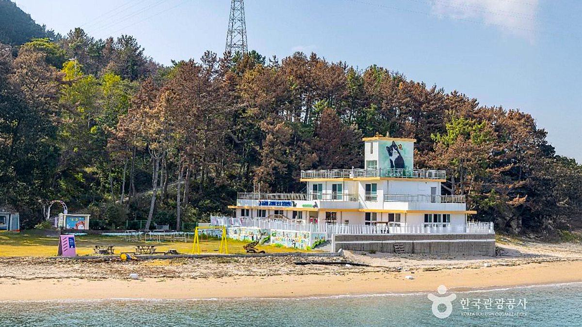 대한민국 최초의 고양이 학교