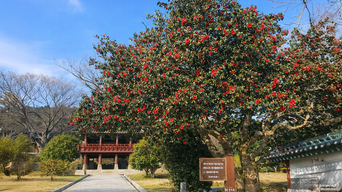동백과 고목이 지키는 평온한 경내