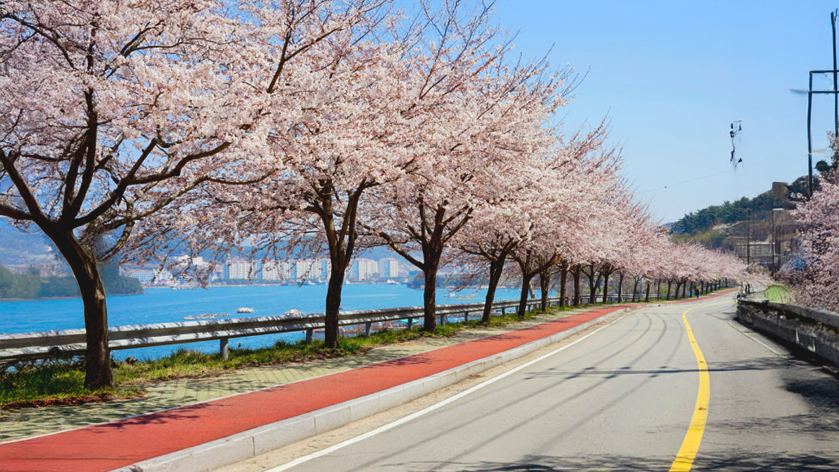 봄의 벚꽃 터널과 사계절의 매력